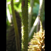 Ceratostigma Plumbaginoides (fam Plumbaginacees) (Chine) (5)